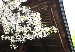 桜のような木の枝の一部に白い花がたくさん咲いている写真