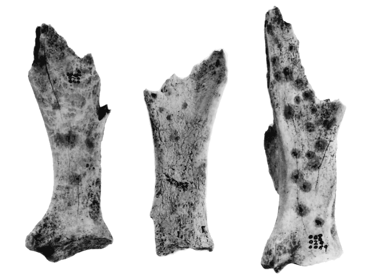 発掘された3本の卜骨（ぼくこつ）のモノクロの写真