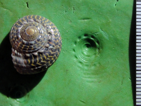 緑の粘土に、左側には黒と黄色の縞々模様の巻貝と右側にはその巻貝を圧痕した形の写真