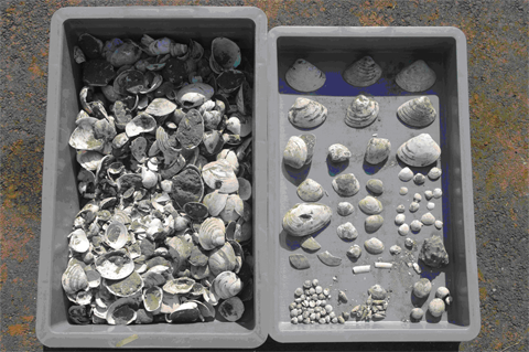 長方形の入れ物が2つあり、1つには様々な大きさの貝殻が乱雑に入れられ、もう1つには様々な大きさの貝殻が綺麗に並んで入れられている写真