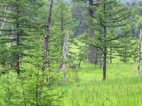 林の木々と生い茂る草