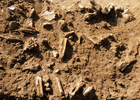 西広貝塚から出土したおびただしい数の晩期獣骨層の写真