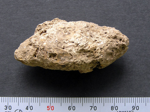 西広貝塚から出土した糞石の写真