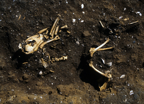 西広貝塚の埋葬犬の写真