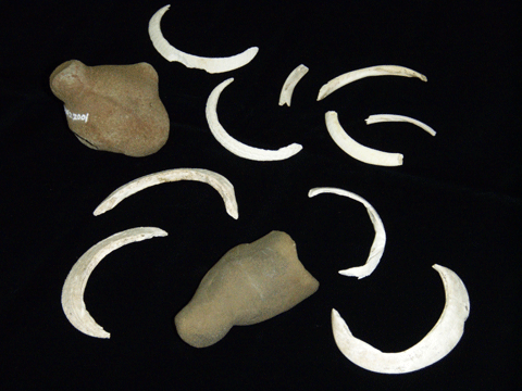 黒い背景に、わっかの切れ端のような形の貝殻がいくつかと、丸みを帯びた石2つが置かれている写真