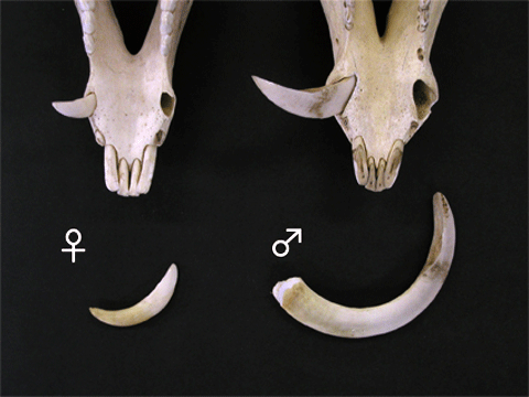 イノシシのオス（右側）とメス（左側）の下顎骨と犬歯の標本の写真