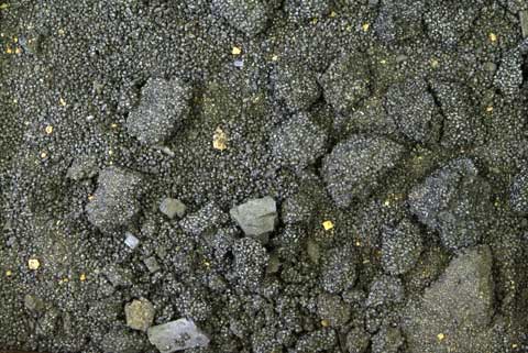 873廃棄土坑から大量に見つかった炭色をした炭化したアワの写真