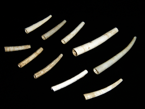 白や茶色のストローのような形に加工してある貝殻が上に5個下に5個並べられている写真