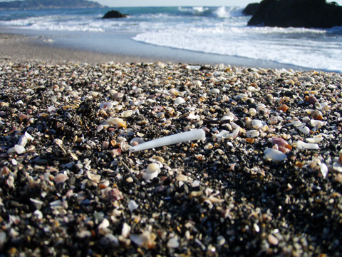 海岸にたくさんの貝殻が打ち上げられており、その中央に白いツノの形をした貝殻が置いてある写真