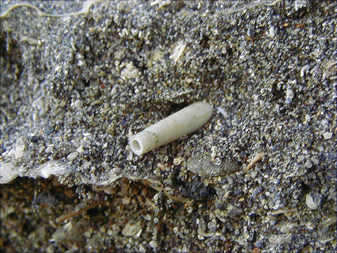 石や砂が固まった層の中に白いツノの形をした貝殻が埋まっている写真