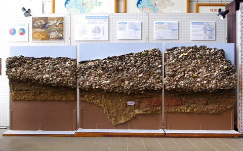 天神台遺跡の縄文早期炉穴内貝層の断面を展示している写真