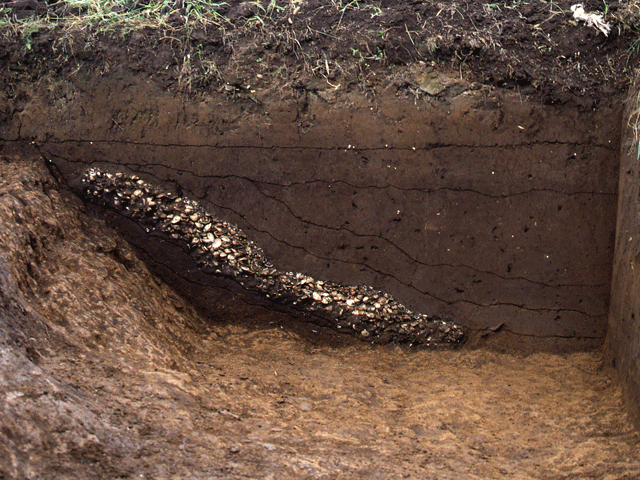 遺跡の詳細、古墳の溝に堆積した複数の貝からなる貝層の写真