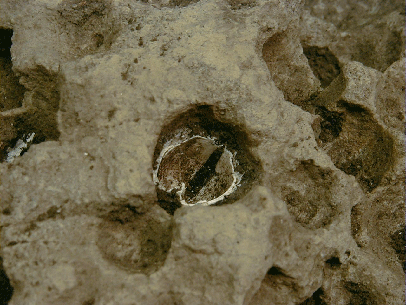 穴がたくさんあいた茶色の石の拡大写真で、中央の穴の中に残った貝殻が入っている写真
